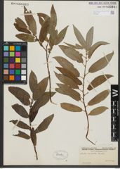 Foto von Salix rigida Muhl.